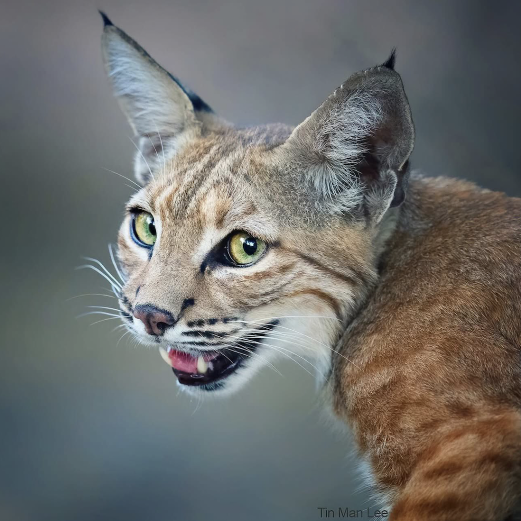 Links 12/10/2025 | naked capitalism